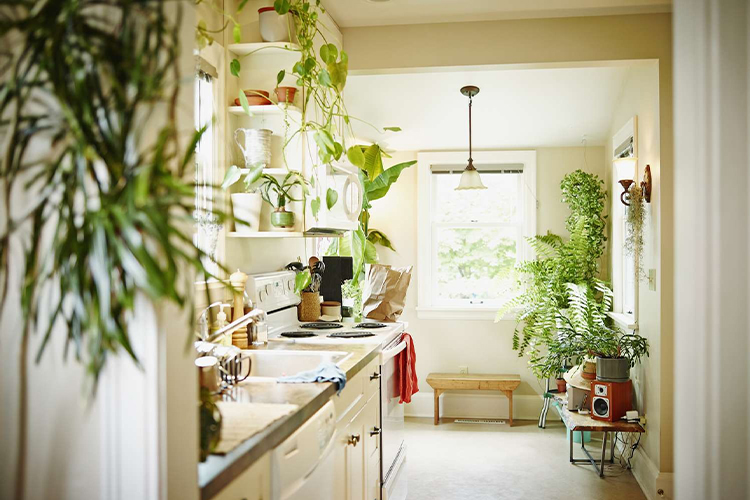 Beautify your home: 6 types of houseplants make it easy