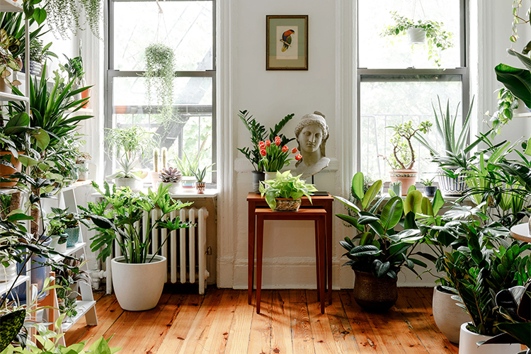 Beautify your home: 6 types of houseplants make it easy