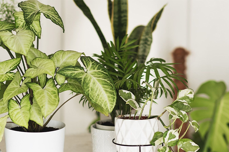 Beautify your home: 6 types of houseplants make it easy