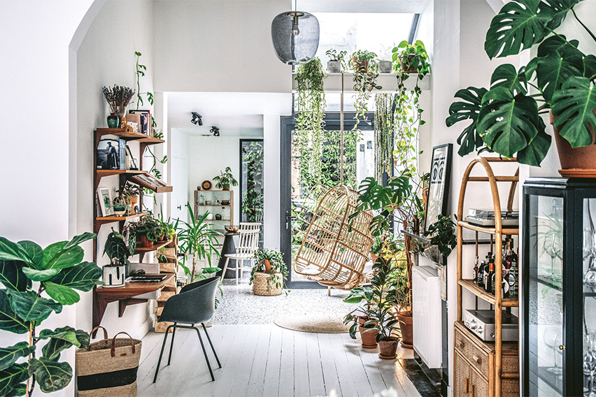 Beautify your home: 6 types of houseplants make it easy